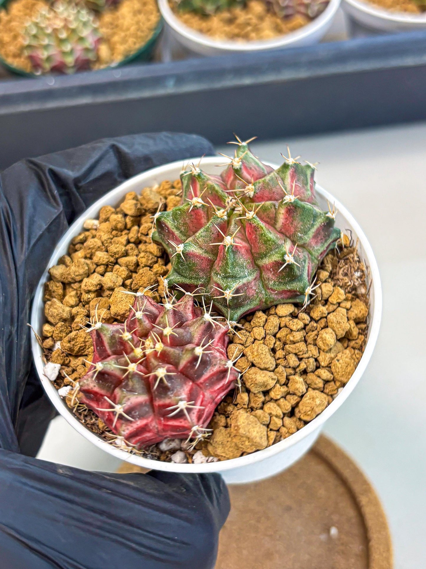 Gymnocalycium Neon (gy13) (g2) | Rare Cactus