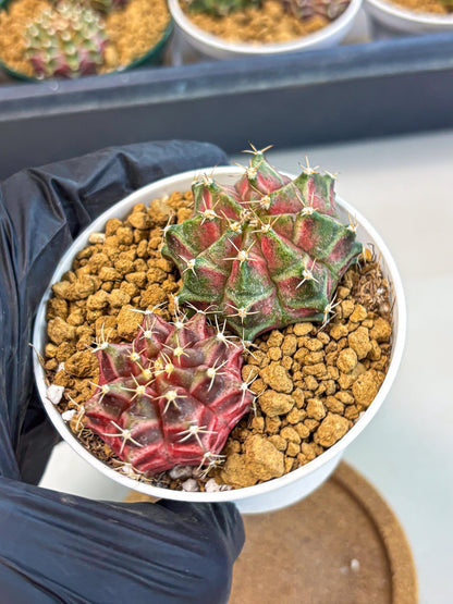 Gymnocalycium Neon (gy13) (g2) | Rare Cactus