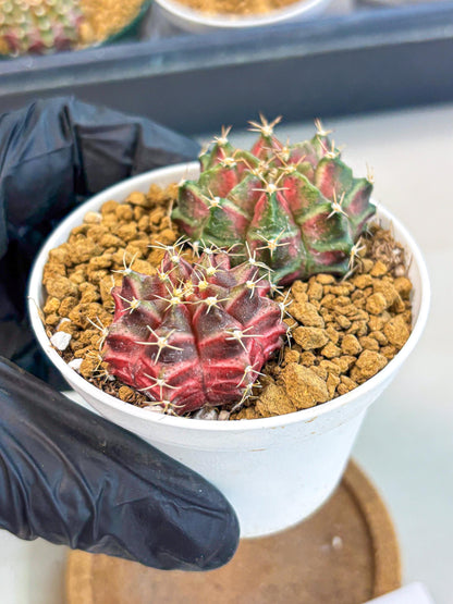 Gymnocalycium Neon (gy13) (g2) | Rare Cactus