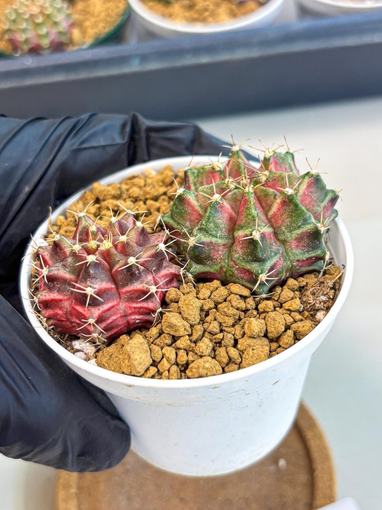 Gymnocalycium Neon (gy13) (g2) | Rare Cactus