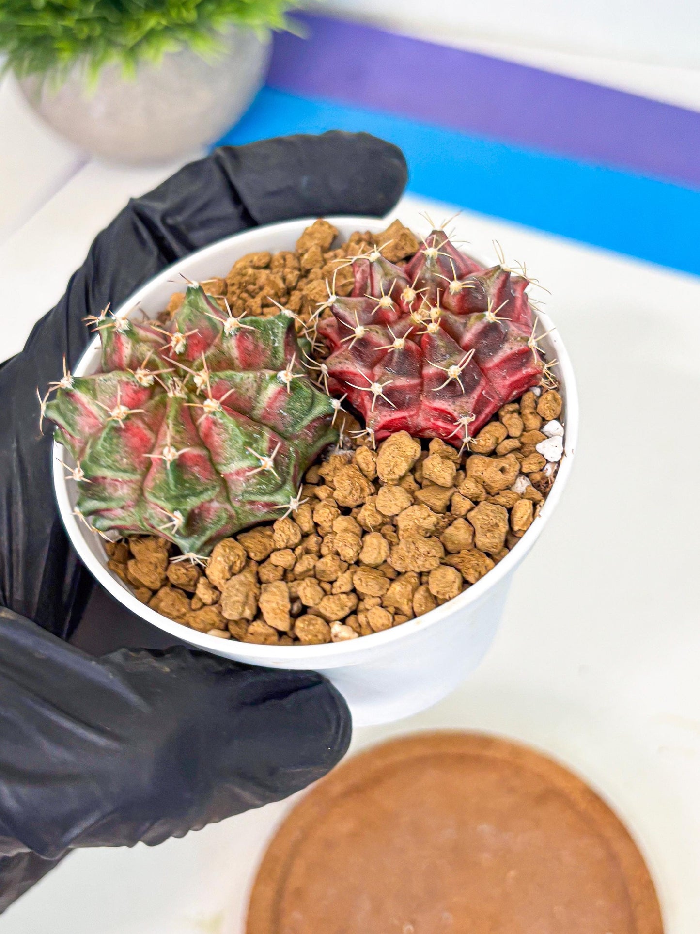 Gymnocalycium Neon (gy13) (g2) | Rare Cactus