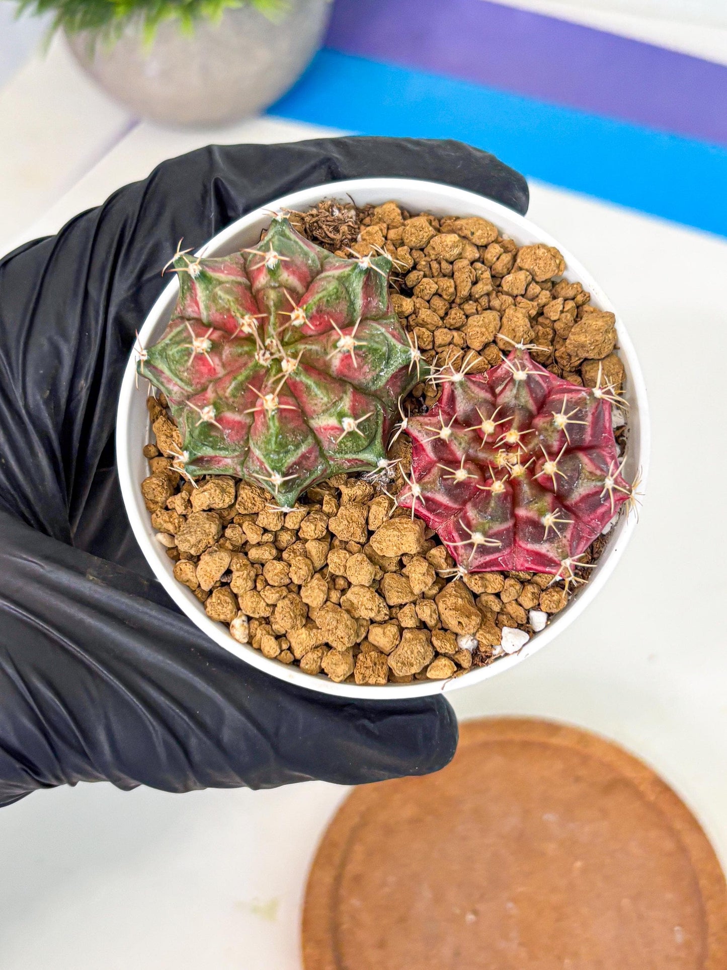 Gymnocalycium Neon (gy13) (g2) | Rare Cactus