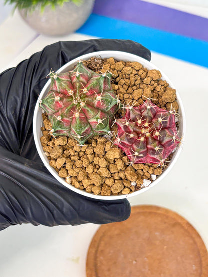 Gymnocalycium Neon (gy13) (g2) | Rare Cactus