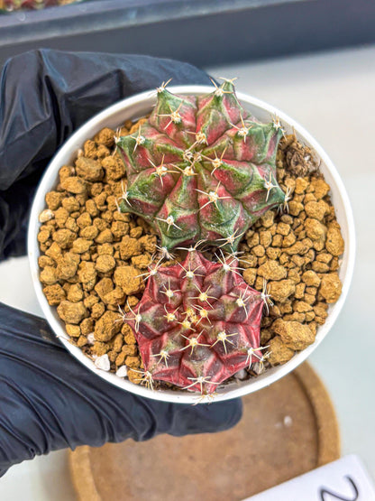 Gymnocalycium Neon (gy13) (g2) | Rare Cactus