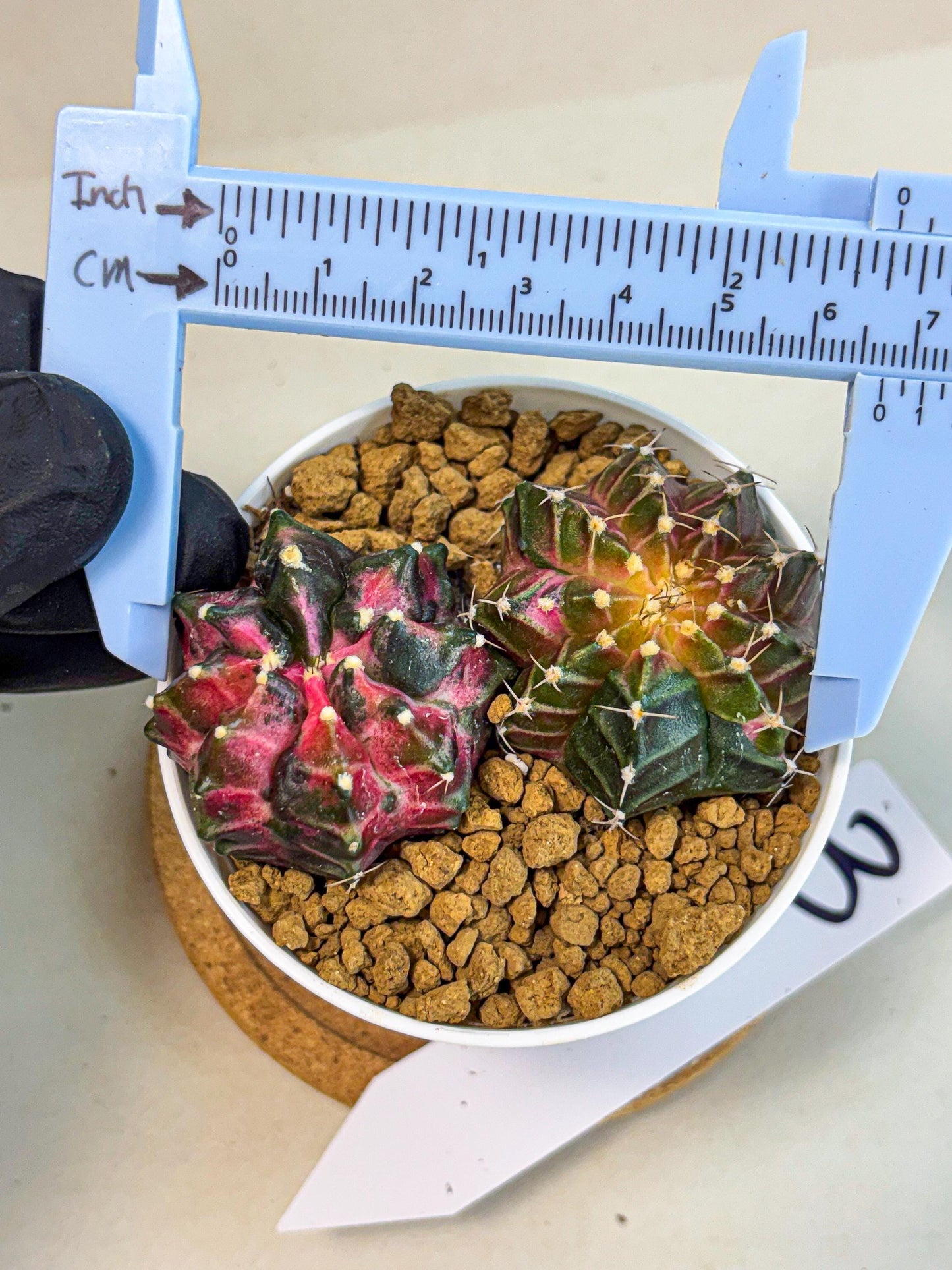 Gymnocalycium Neon (gy13) (g3) | Rare Cactus