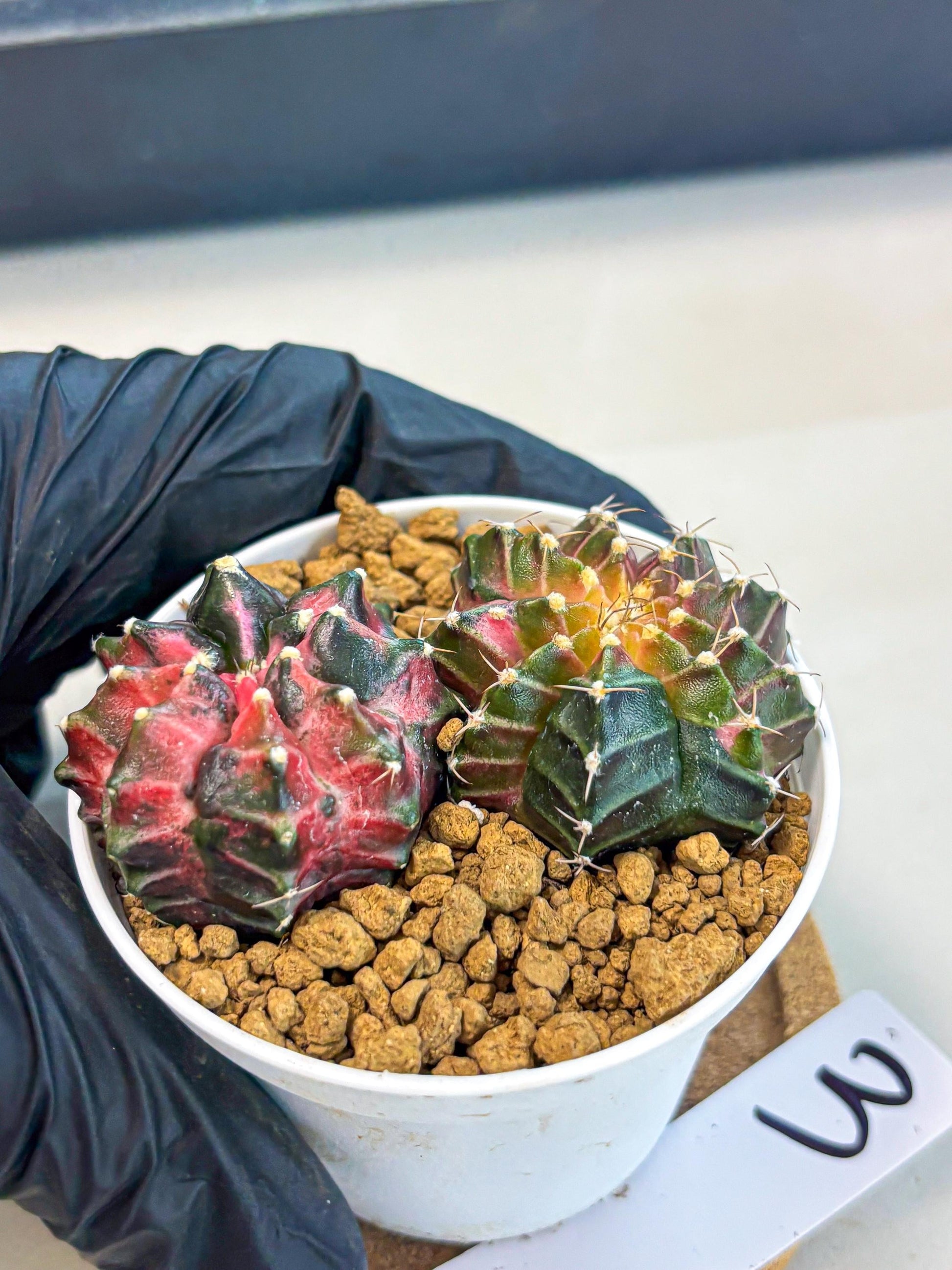 Gymnocalycium Neon (gy13) (g3) | Rare Cactus