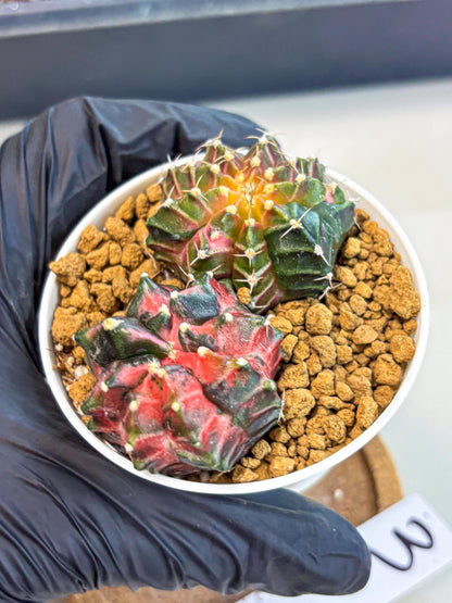 Gymnocalycium Neon (gy13) (g3) | Rare Cactus