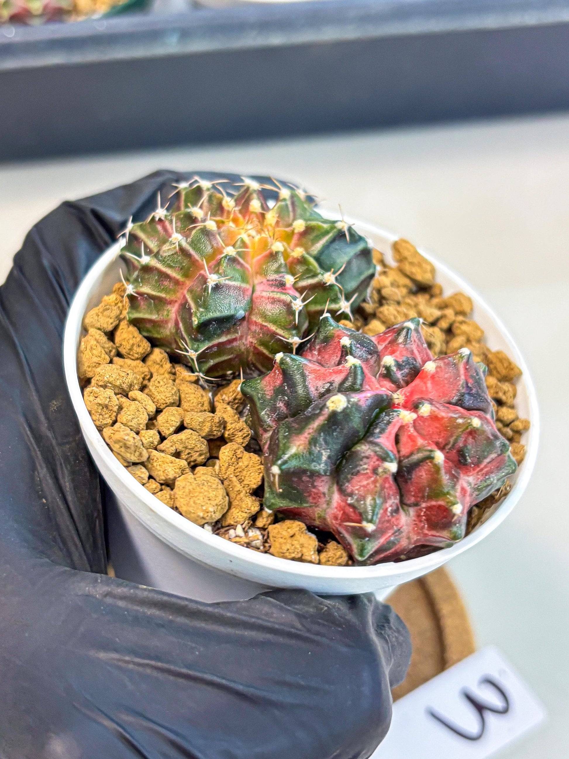 Gymnocalycium Neon (gy13) (g3) | Rare Cactus
