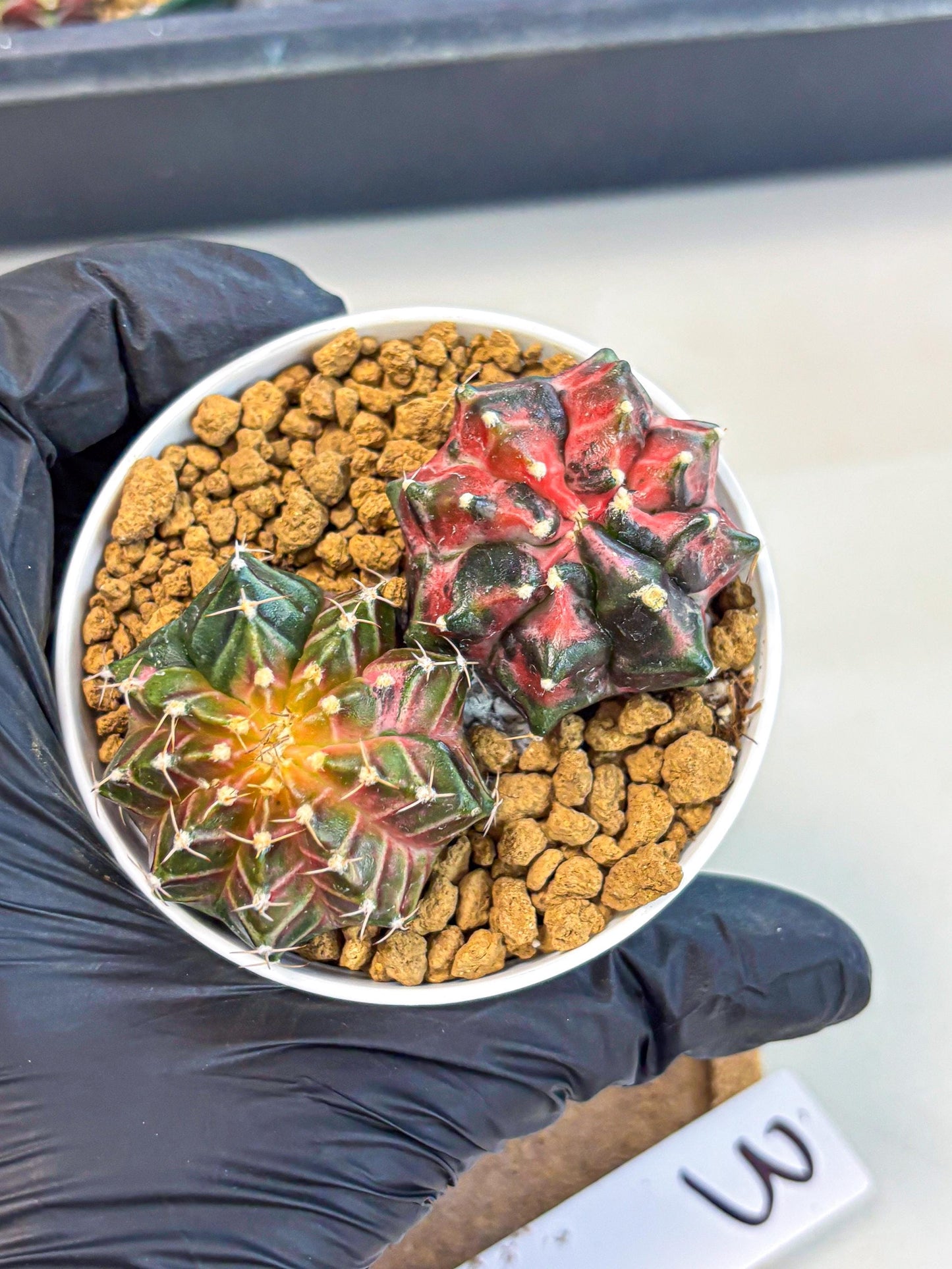 Gymnocalycium Neon (gy13) (g3) | Rare Cactus