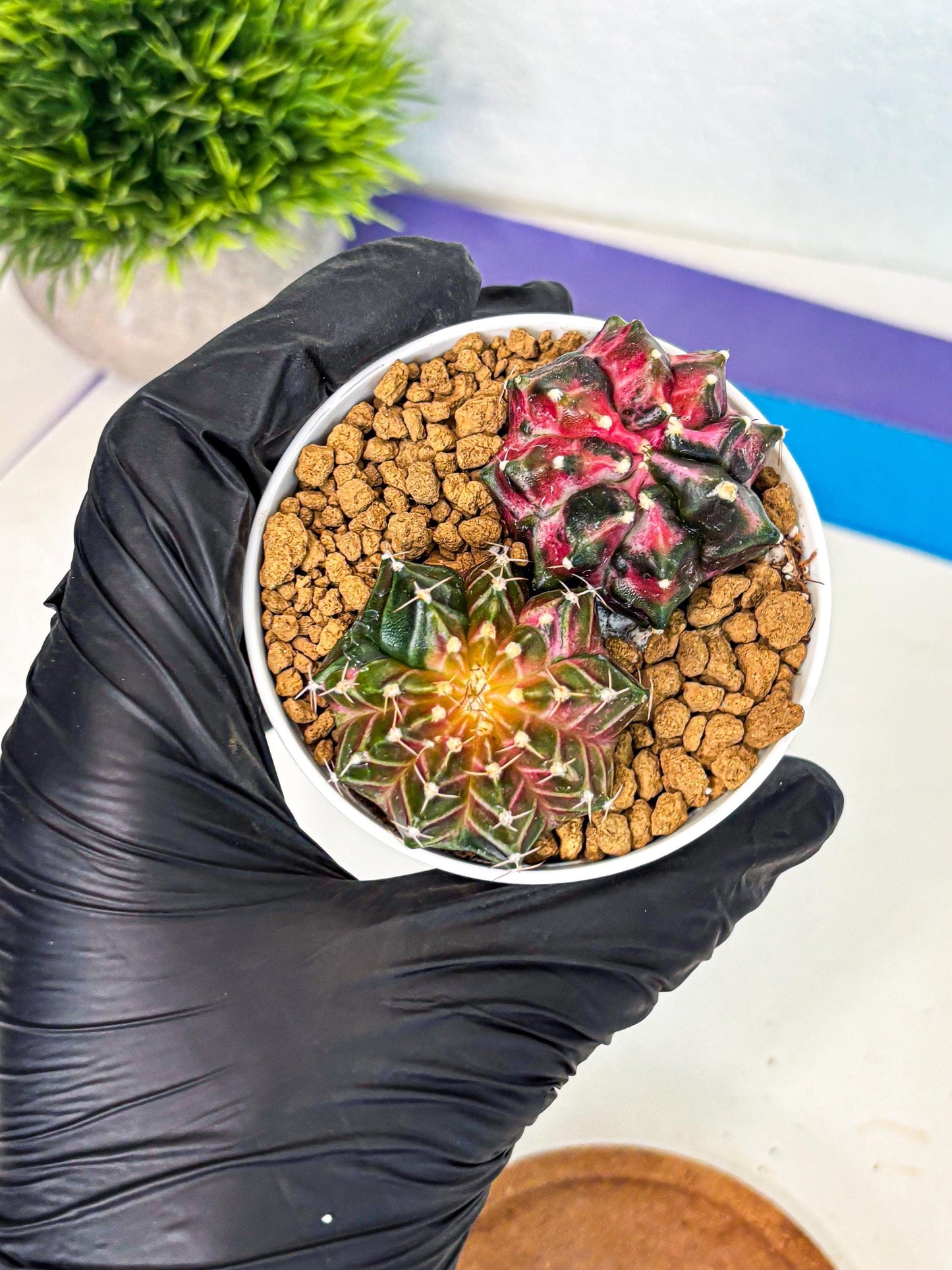 Gymnocalycium Neon (gy13) (g3) | Rare Cactus