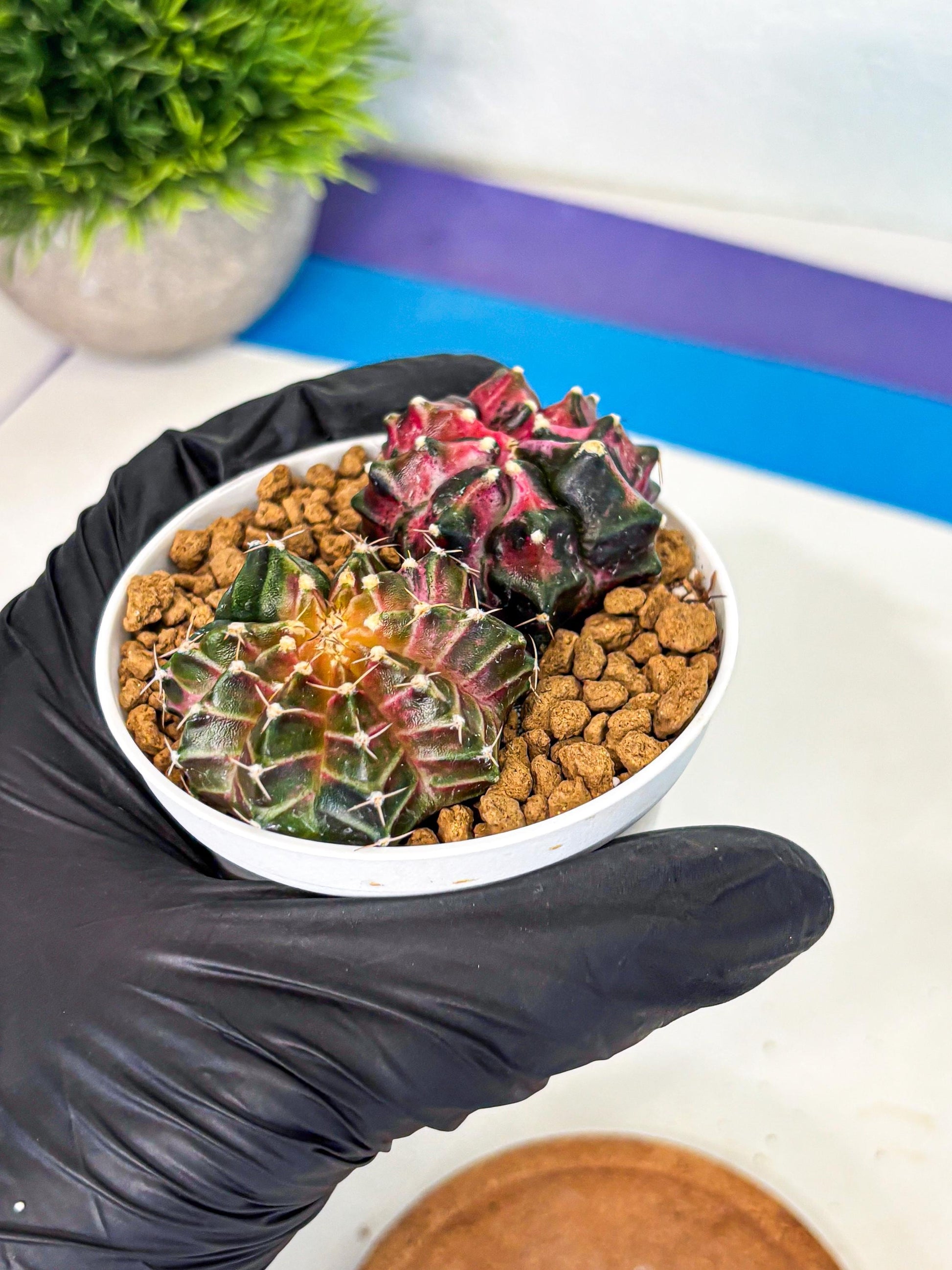 Gymnocalycium Neon (gy13) (g3) | Rare Cactus