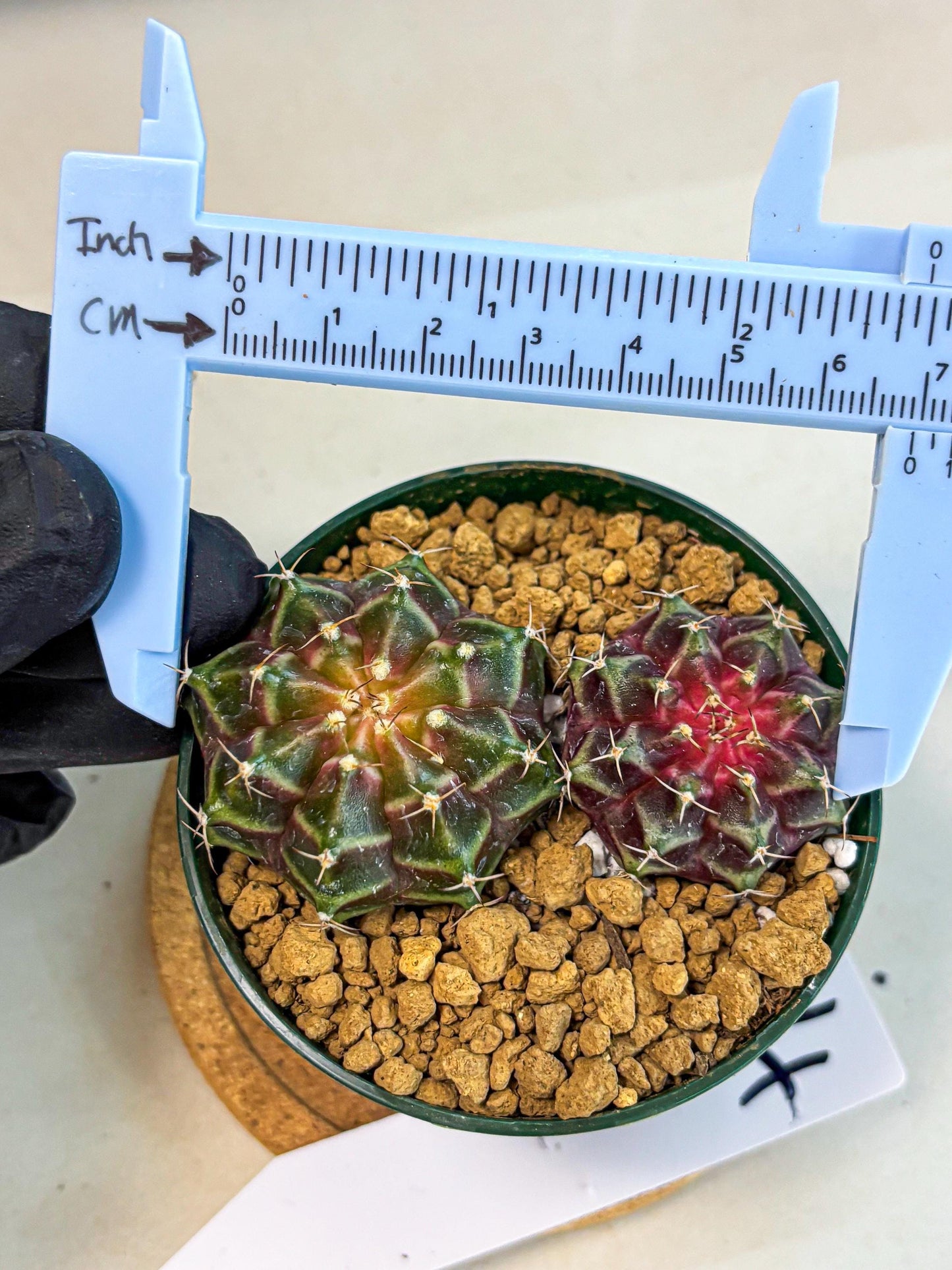 Gymnocalycium Neon (gy13) (g4) | Rare Cactus