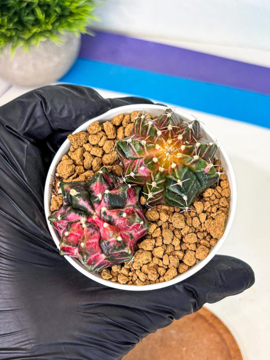 Gymnocalycium Neon (gy13) (g3) | Rare Cactus