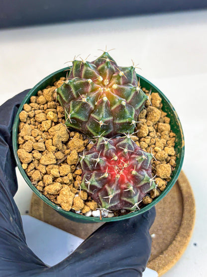 Gymnocalycium Neon (gy13) (g4) | Rare Cactus