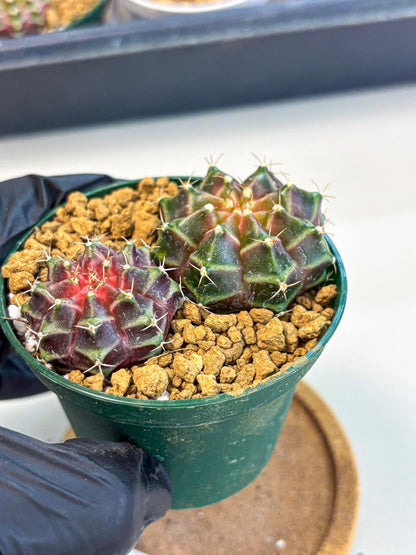 Gymnocalycium Neon (gy13) (g4) | Rare Cactus
