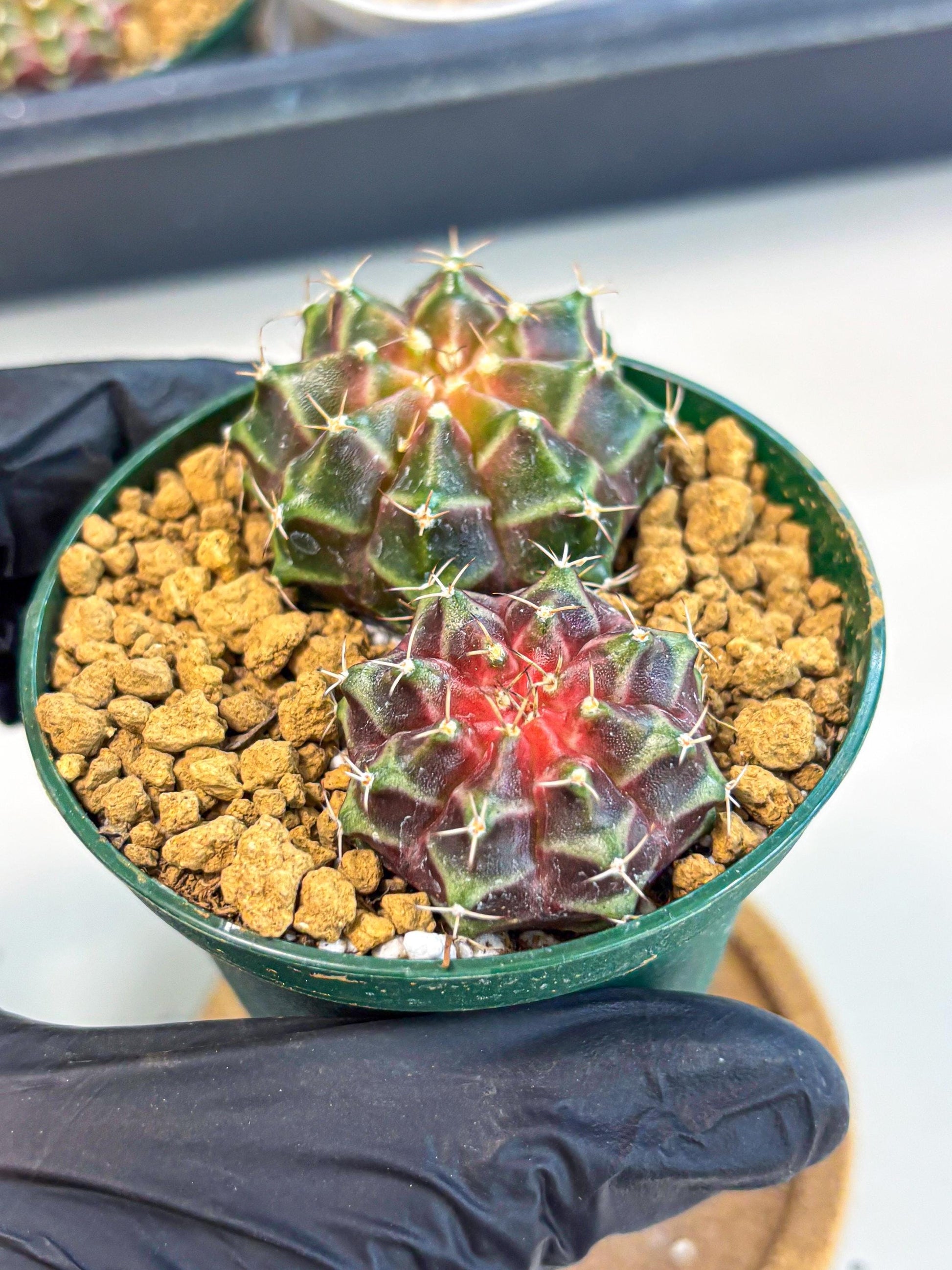 Gymnocalycium Neon (gy13) (g4) | Rare Cactus
