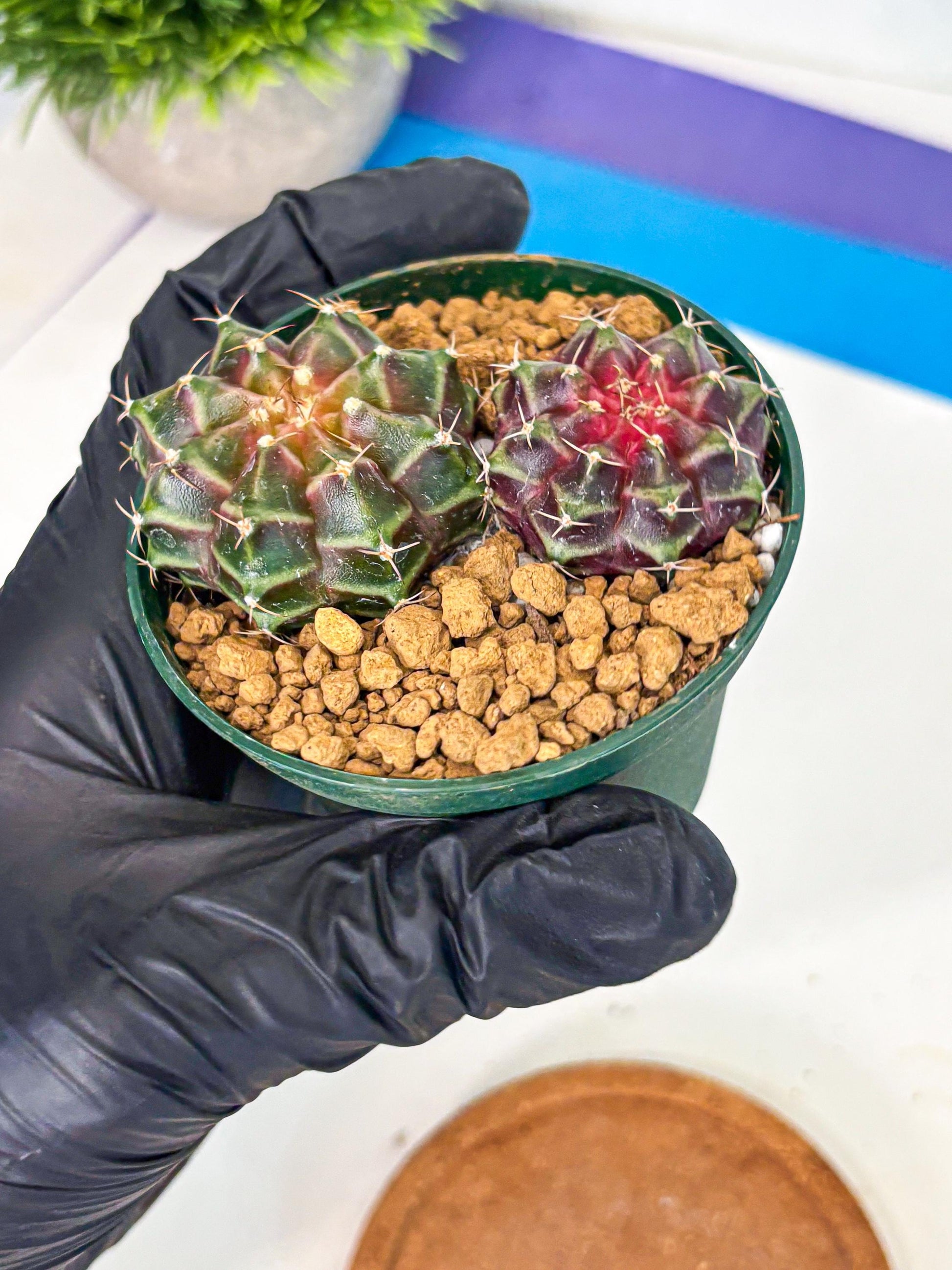 Gymnocalycium Neon (gy13) (g4) | Rare Cactus