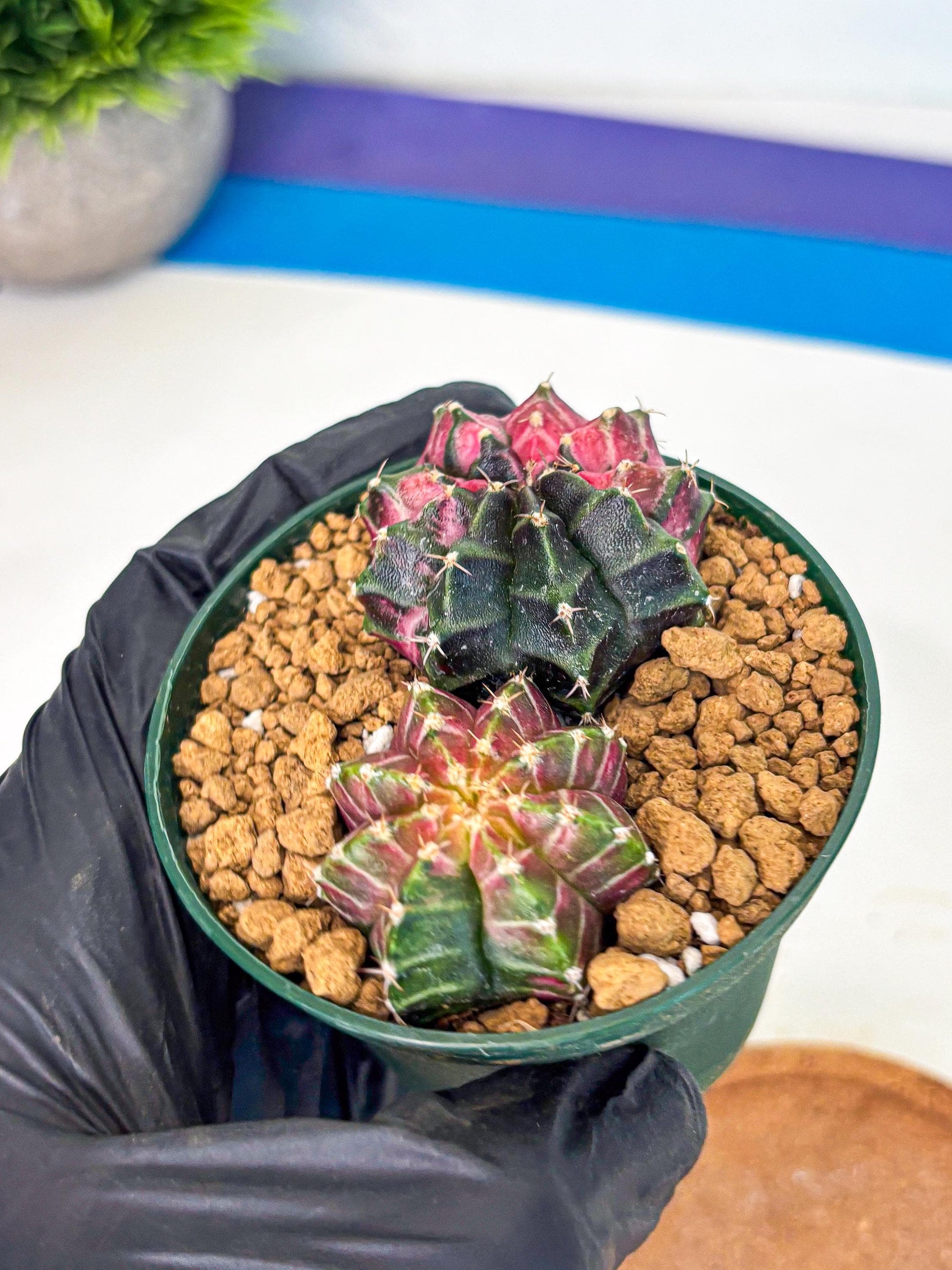 Gymnocalycium Neon (gy13) (g5) | Rare Cactus