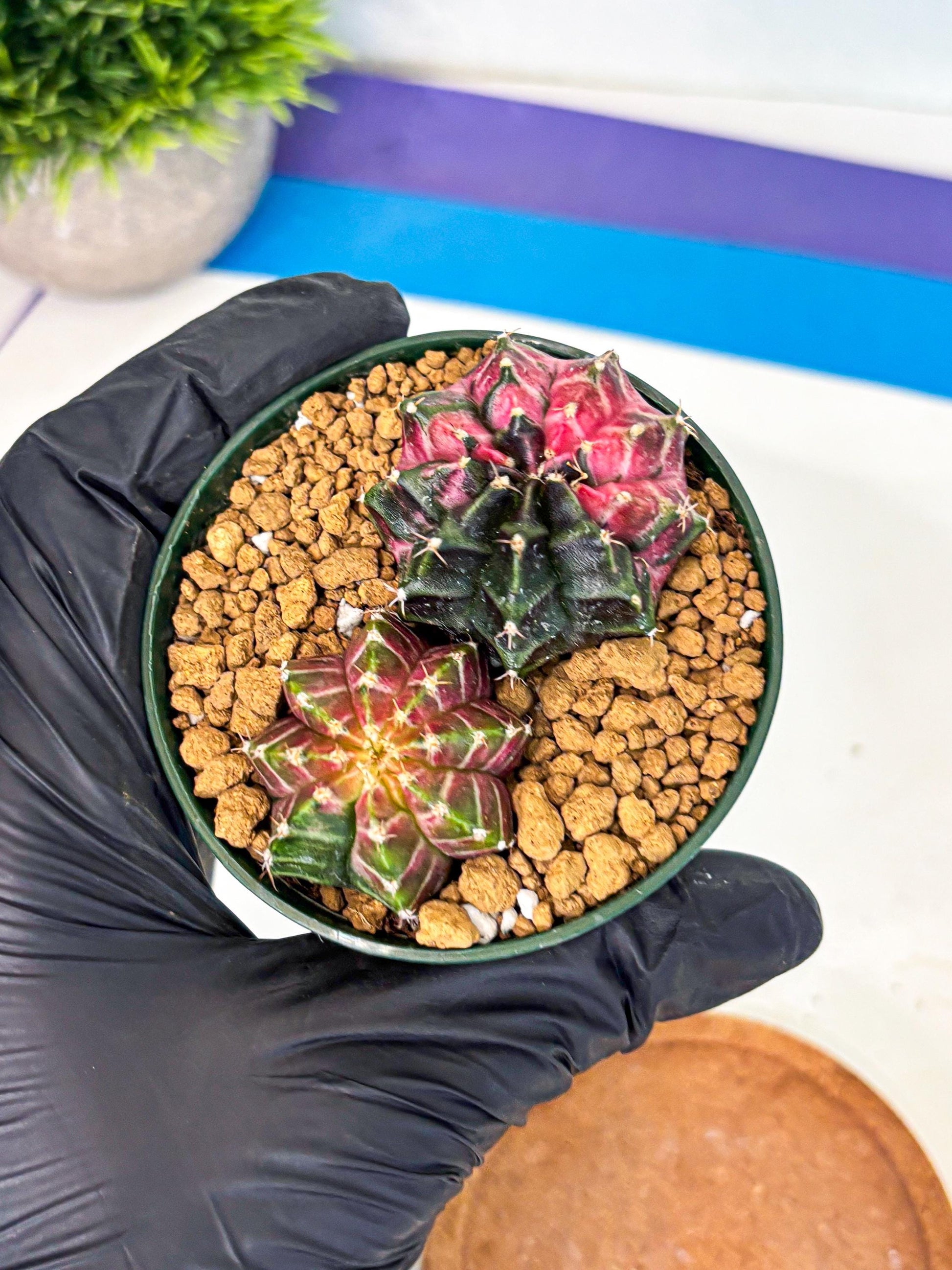 Gymnocalycium Neon (gy13) (g5) | Rare Cactus