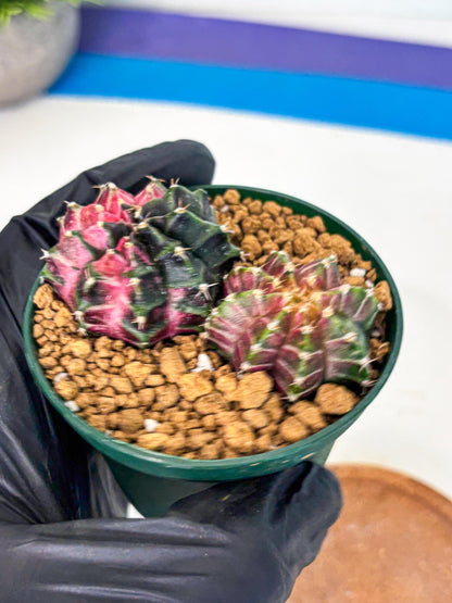 Gymnocalycium Neon (gy13) (g5) | Rare Cactus