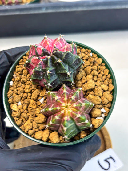Gymnocalycium Neon (gy13) (g5) | Rare Cactus