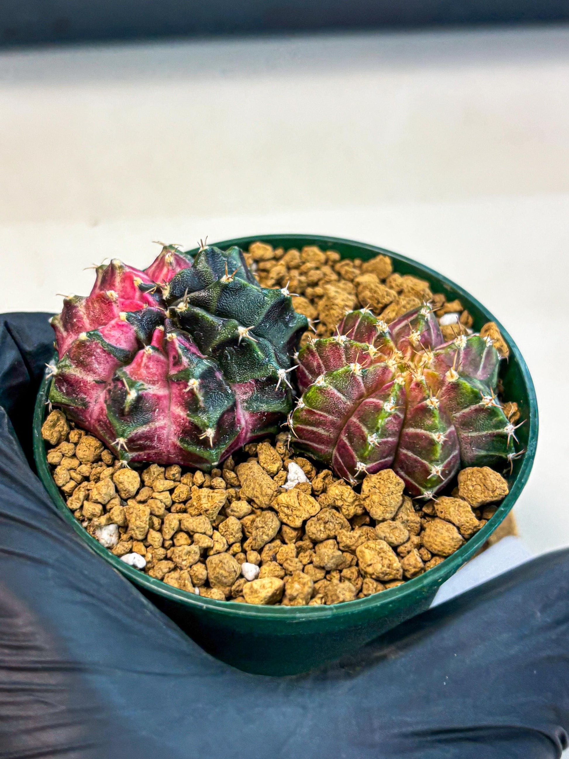 Gymnocalycium Neon (gy13) (g5) | Rare Cactus
