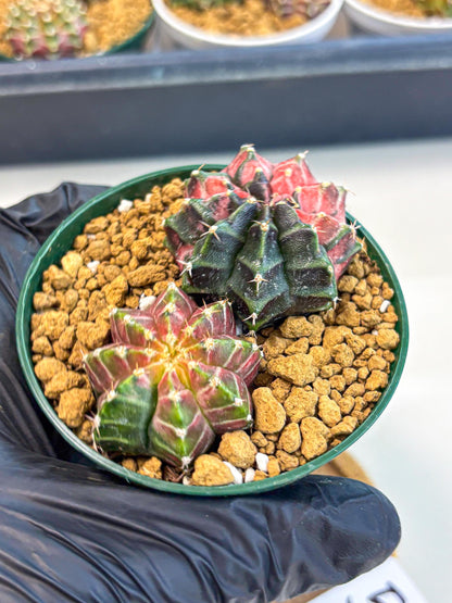 Gymnocalycium Neon (gy13) (g5) | Rare Cactus