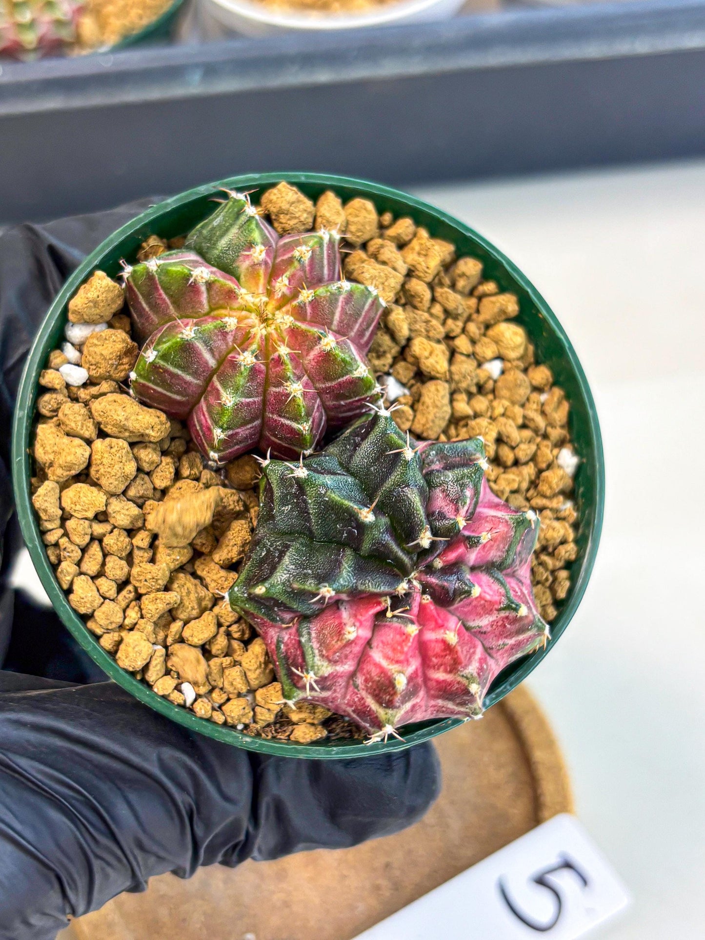 Gymnocalycium Neon (gy13) (g5) | Rare Cactus