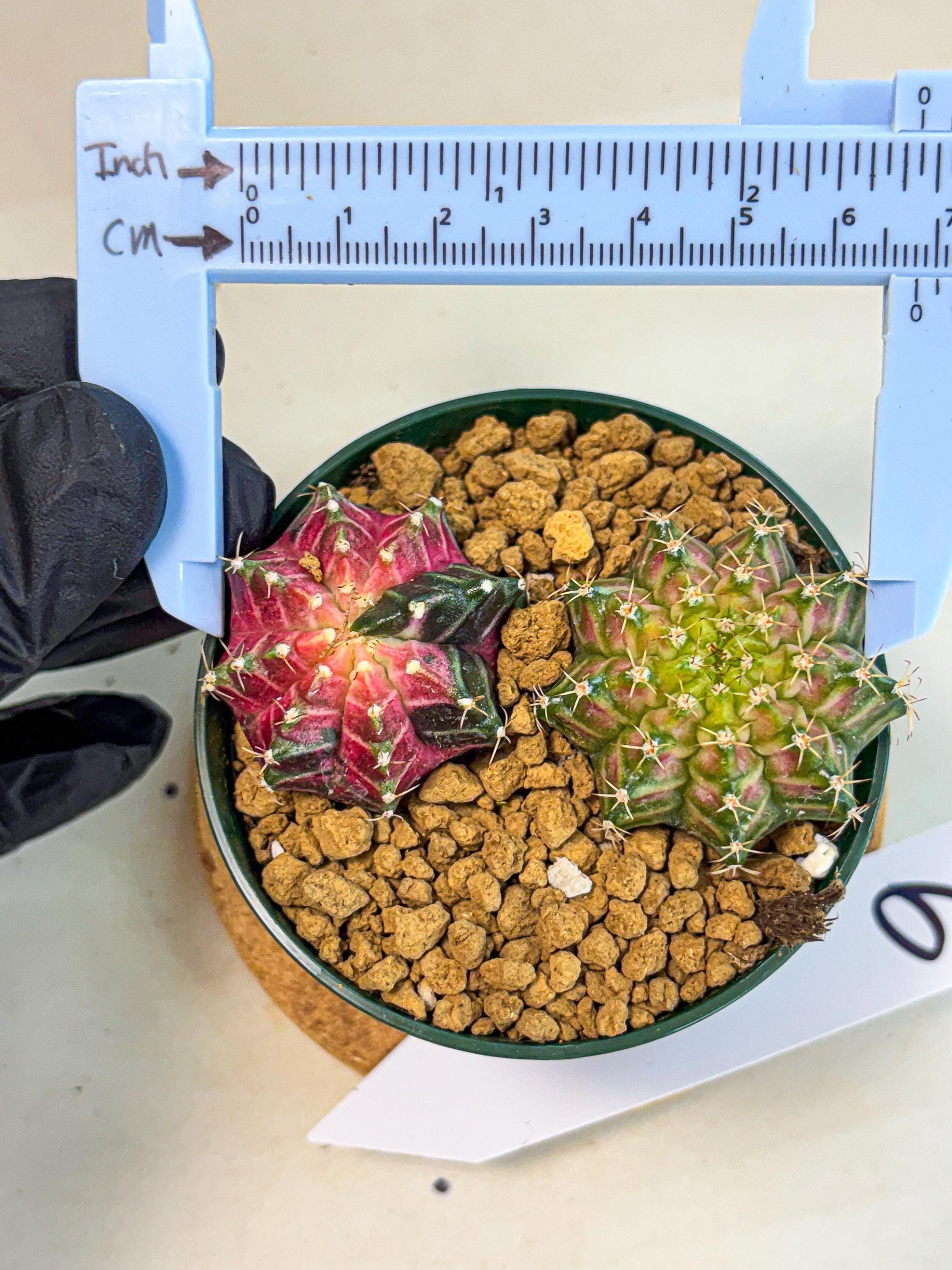 Gymnocalycium Neon (gy13) (g6) | Rare Cactus