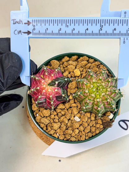 Gymnocalycium Neon (gy13) (g6) | Rare Cactus