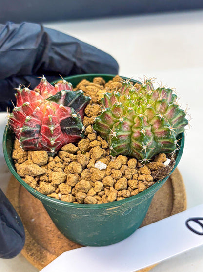 Gymnocalycium Neon (gy13) (g6) | Rare Cactus