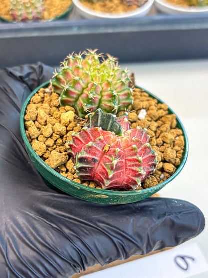 Gymnocalycium Neon (gy13) (g6) | Rare Cactus