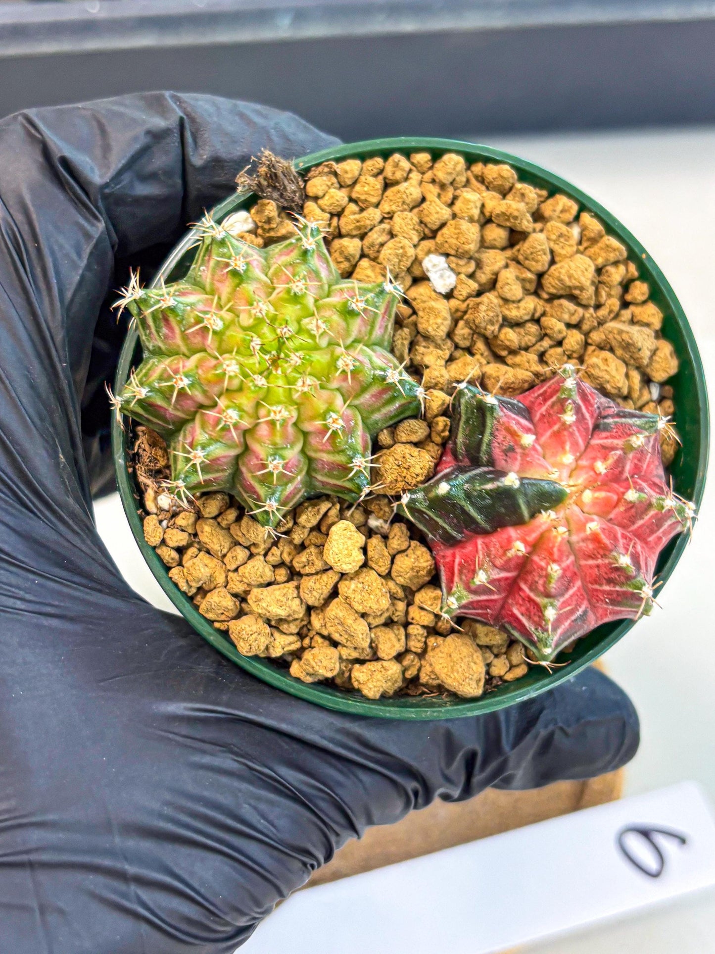 Gymnocalycium Neon (gy13) (g6) | Rare Cactus
