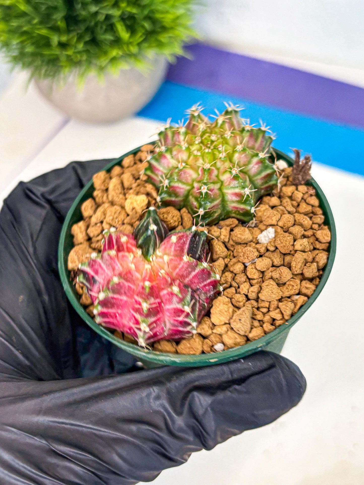 Gymnocalycium Neon (gy13) (g6) | Rare Cactus