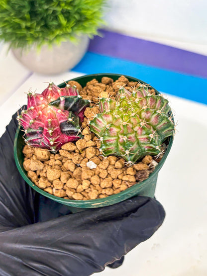 Gymnocalycium Neon (gy13) (g6) | Rare Cactus