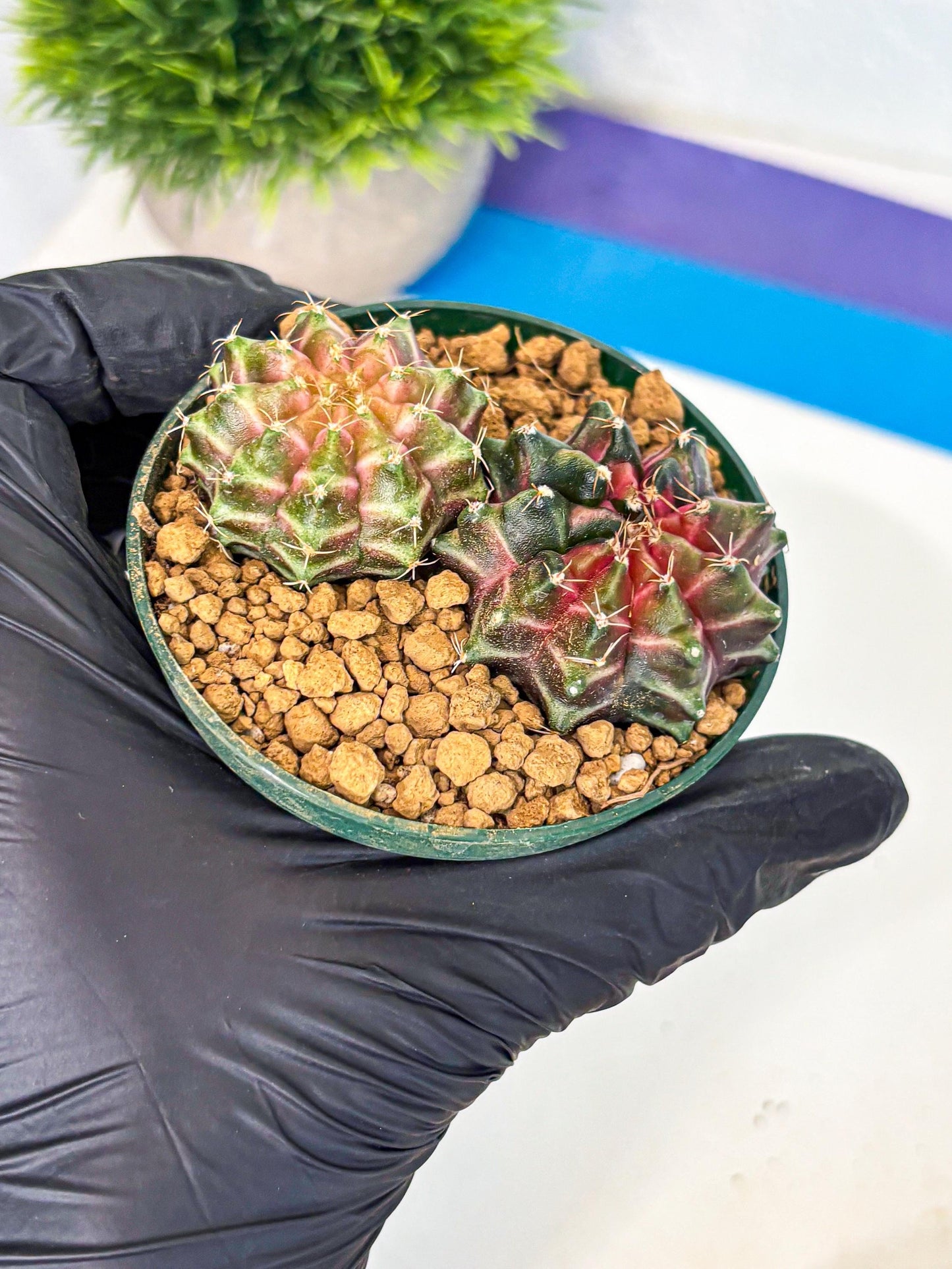Gymnocalycium Neon (gy13) (g7) | Rare Cactus