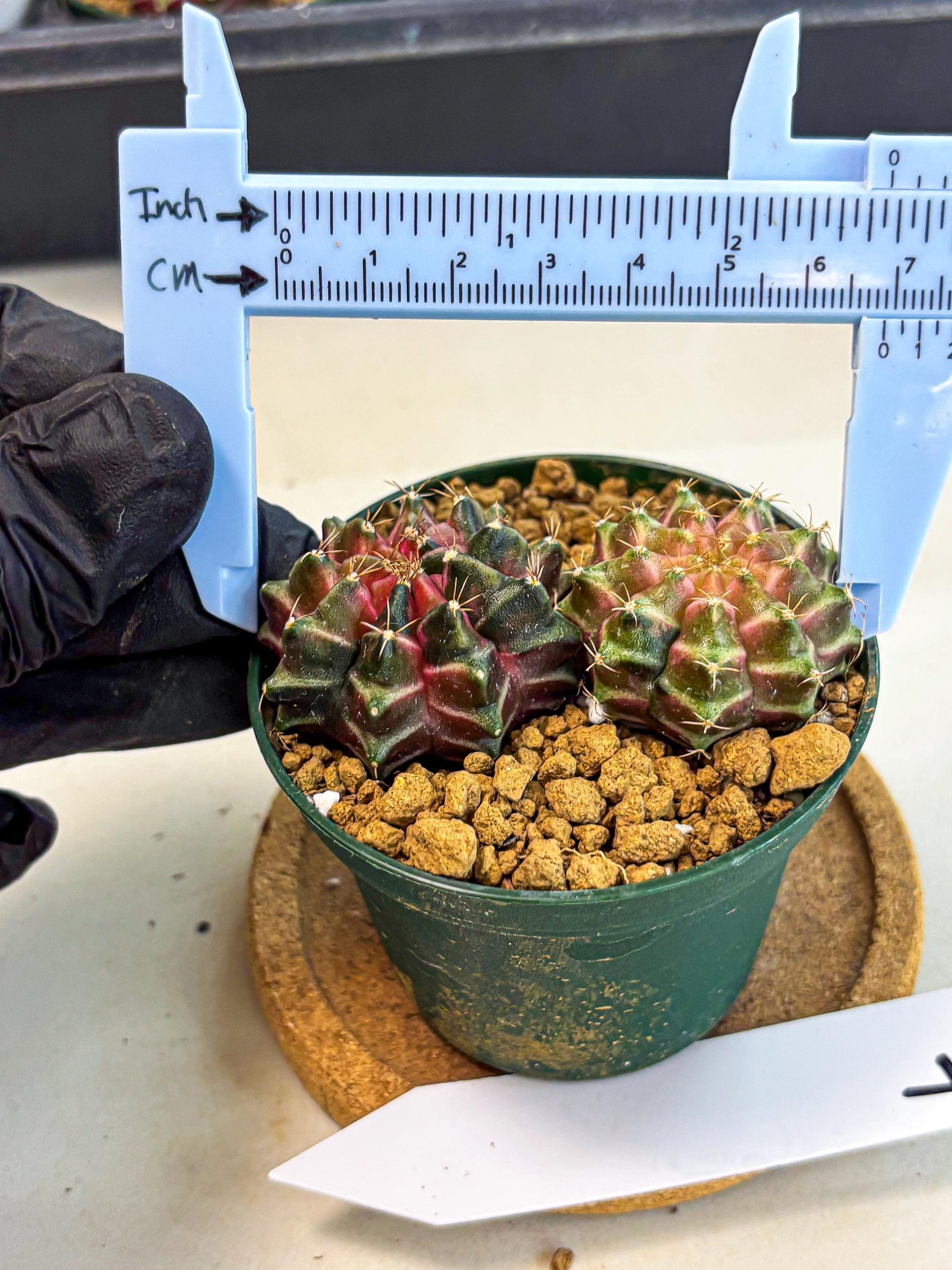 Gymnocalycium Neon (gy13) (g7) | Rare Cactus