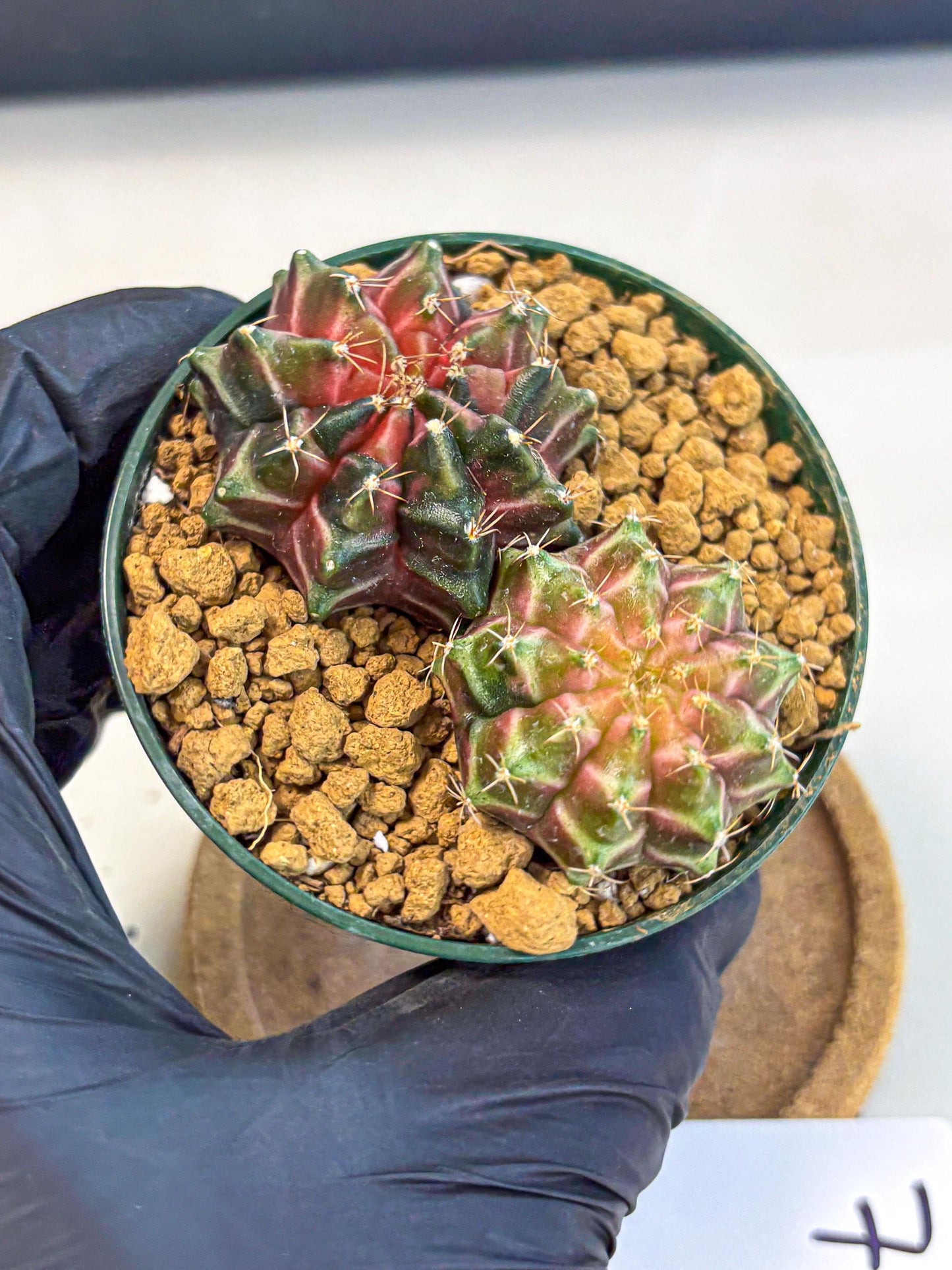 Gymnocalycium Neon (gy13) (g7) | Rare Cactus