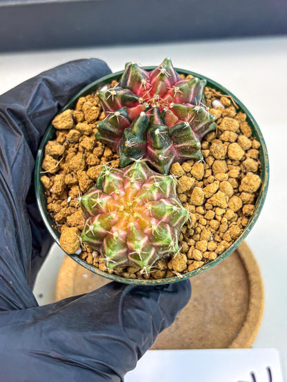 Gymnocalycium Neon (gy13) (g7) | Rare Cactus