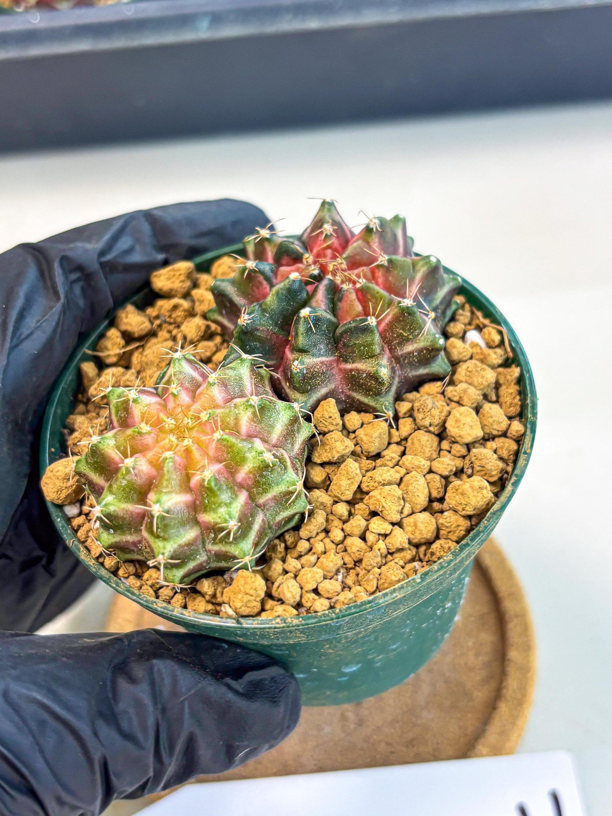 Gymnocalycium Neon (gy13) (g7) | Rare Cactus