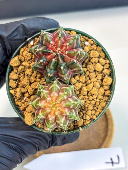 Gymnocalycium Neon (gy13) (g7) | Rare Cactus