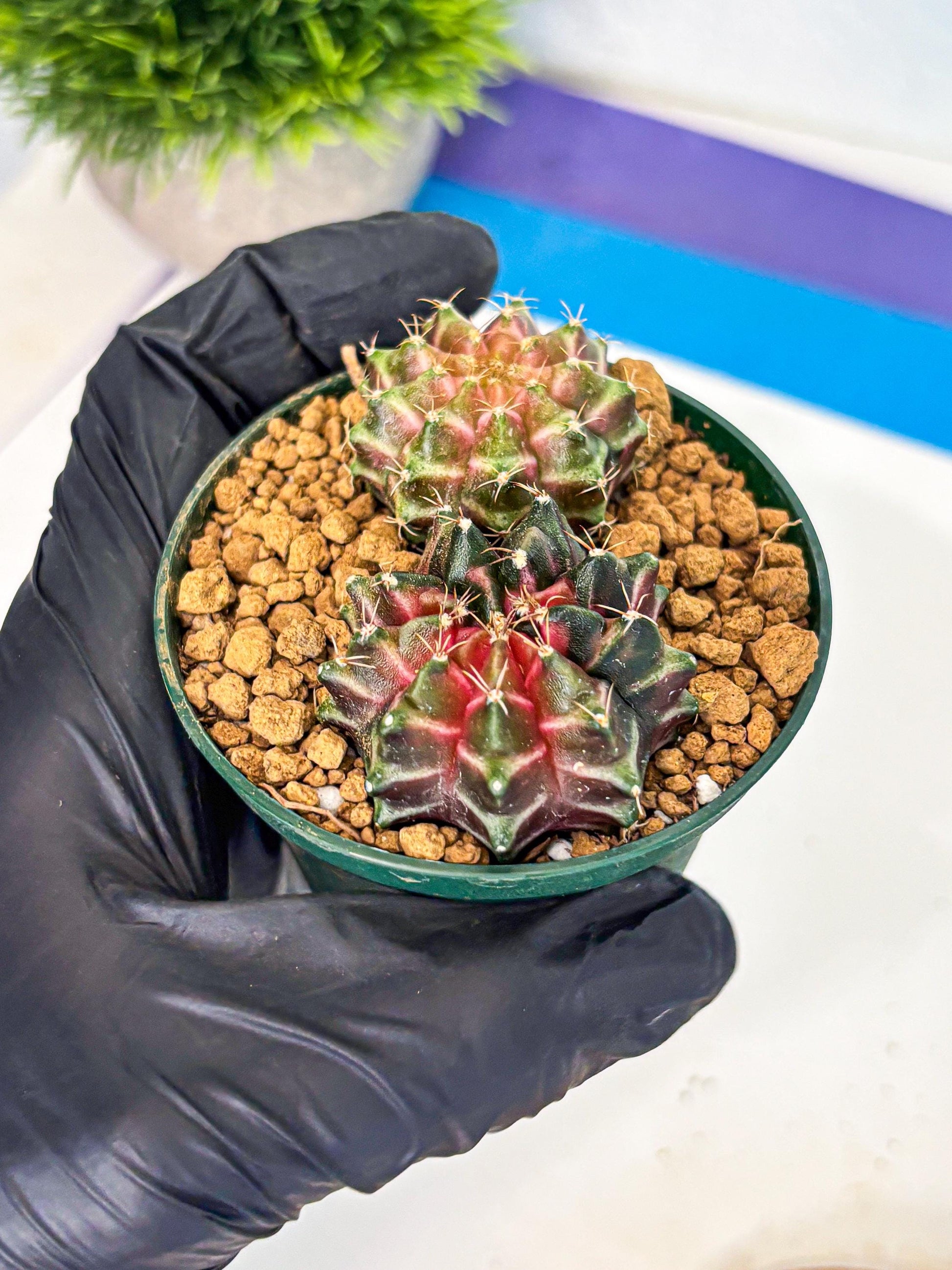 Gymnocalycium Neon (gy13) (g7) | Rare Cactus