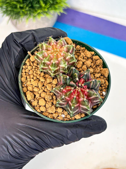 Gymnocalycium Neon (gy13) (g7) | Rare Cactus