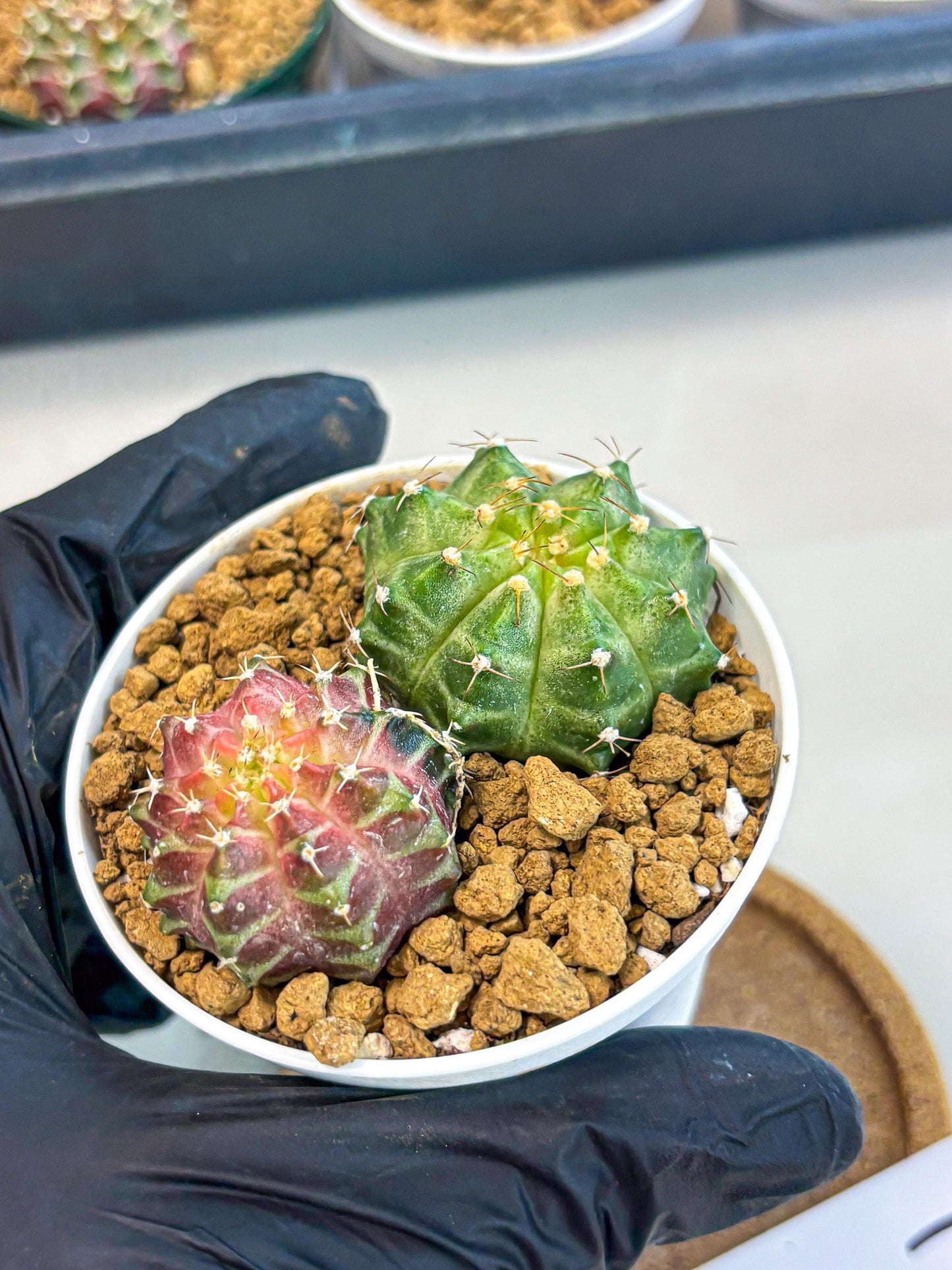 Gymnocalycium Neon (gy13) (y1) | Rare Cactus