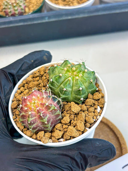 Gymnocalycium Neon (gy13) (y1) | Rare Cactus