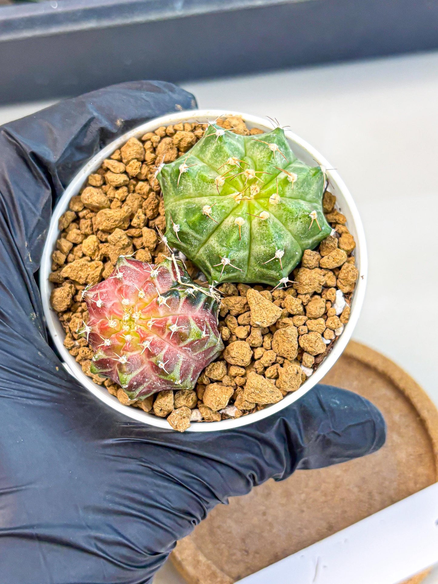 Gymnocalycium Neon (gy13) (y1) | Rare Cactus