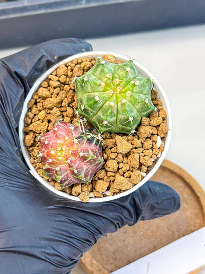 Gymnocalycium Neon (gy13) (y1) | Rare Cactus
