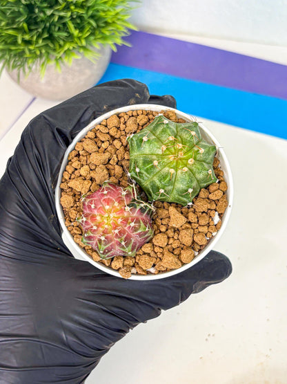 Gymnocalycium Neon (gy13) (y1) | Rare Cactus