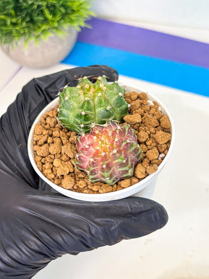 Gymnocalycium Neon (gy13) (y1) | Rare Cactus