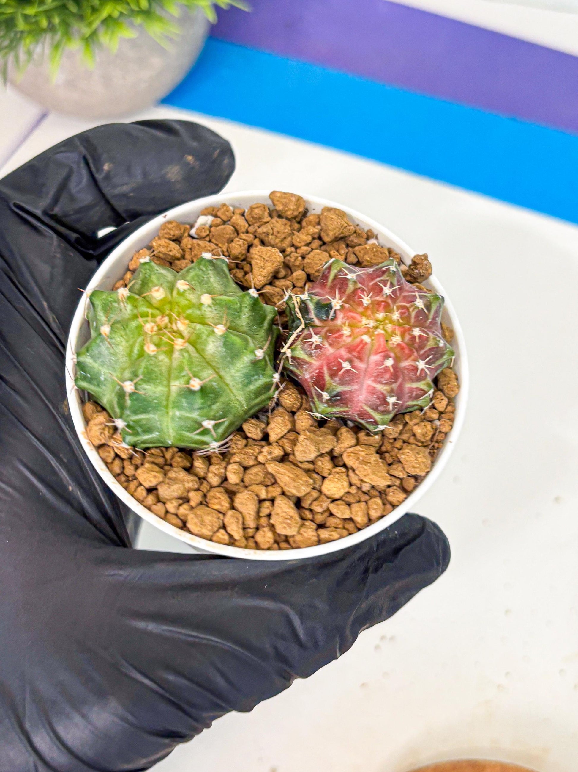 Gymnocalycium Neon (gy13) (y1) | Rare Cactus